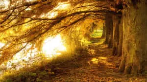 Enjoy the tranquility of nature with this beautiful 1920 X 1080HD desktop wallpaper