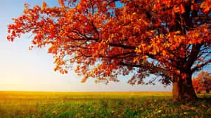Enjoy a stunning nature scene with 1920 X 1080 Nature Desktop.