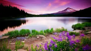 1080p HD Nature Desktop