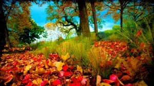  1920x1080 Full HD Nature Autumn Leaves