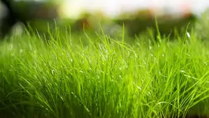 1920x1080 Full HD Nature Close-Up Green Grass