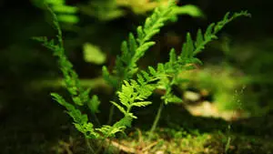 1920x1080 Full HD Nature Fern Plants