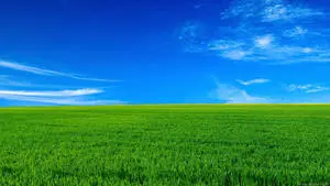 1920x1080 Full HD Nature Green Grass Blue Sky
