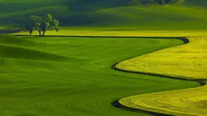 1920x1080 Full HD Nature Green Grass