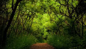 1920x1080 Full HD Nature Green Trees And Plants