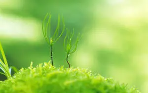 Delicate Detail of Nature in Full HD