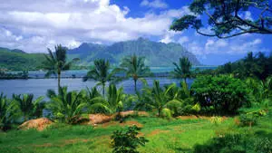 1920x1080 Full HD Nature Palm Trees And Mountains