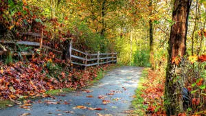 1920x1080 Full HD Nature Pathway Dried Leaves