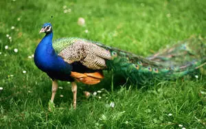1920x1080 Full HD Nature Peafowl