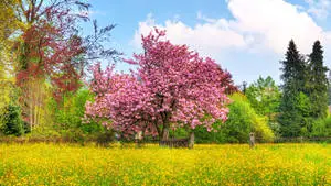  1920x1080 Full HD Nature Pink Trees