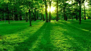 1920x1080 Full HD Nature Trees Sunrise