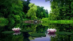 1920x1080 Full HD Nature Water Lily