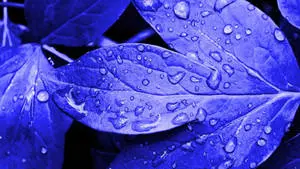 1920x1080 Full HD Nature Wet Leaves