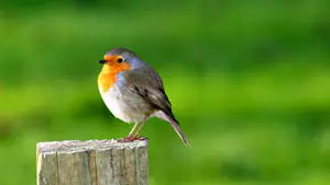 1920x1080 HD Birds Robin
