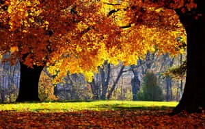 1920x1080 Hd Fall Trees Green Grass