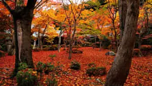 1920x1080 Hd Fall Backyard Trees