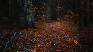 1920x1080 Hd Fall Night Forest
