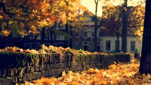 1920x1080 HD Nature Autumn Street