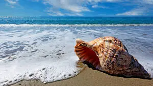  1920x1080 HD Nature Beach Shore