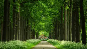 1920x1080 HD Nature House Path