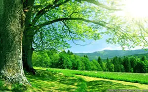1920x1080 HD Nature Summer Forest