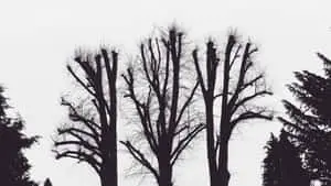 2048x1152 Aesthetic Leafless Trees Silhouette