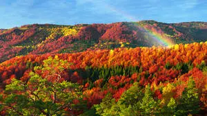 2560x1440 Fall Colourful Forest