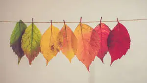 2560x1440 Fall Colourful Leaves