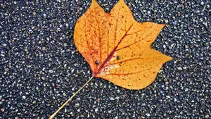 2560x1440 Fall Maple Leaf