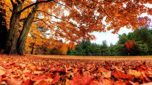 2560x1440 Fall Orange Leaves