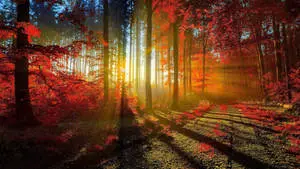 2560x1440 Fall Sun-Lit Forest