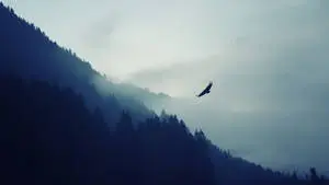 Soaring proudly - Majestic eagle above the majestic Alps