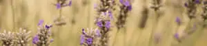 lavender flowers in a field with a blurry background
