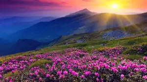 4k Nature Flowers And Sunrise