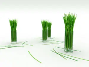4k Nature Lemongrass