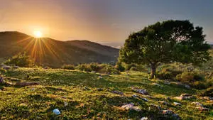 4k Nature Sunset On Hill