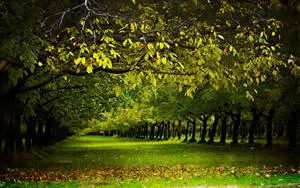 4k Nature Tree Path