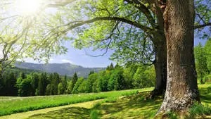 4K Spring Tree Mountains