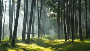 Magnificent Nature Scene with Flora and Fauna