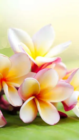 Explore the Beauty of Nature 