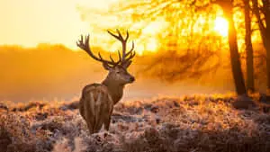 Breathtaking 720p Nature View 