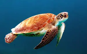 A lone fish swimming in its vibrant ocean world