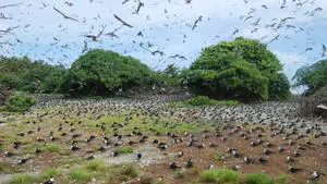 A Sooty Bird Colony On Palmyra Atoll