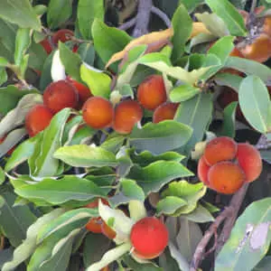 Cluster of Lush Velvet Apples