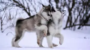 The beauty of nature - Aesthetic Animal