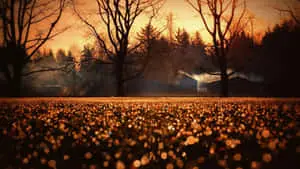 a field with trees and a sunset