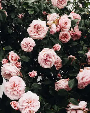 pink roses in a garden
