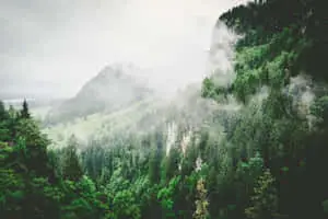 Aesthetic Green Background Of Foggy Mountain Forest