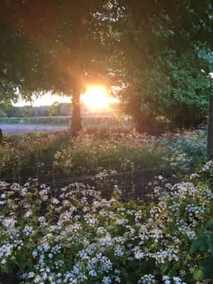 Aesthetic Nature With White Flowers