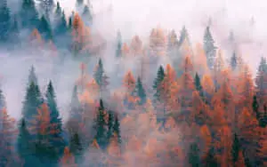 Aesthetic Nature With Red Trees